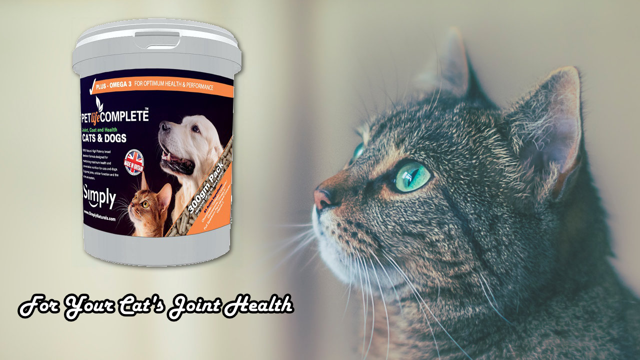 Cat supplement for joint health