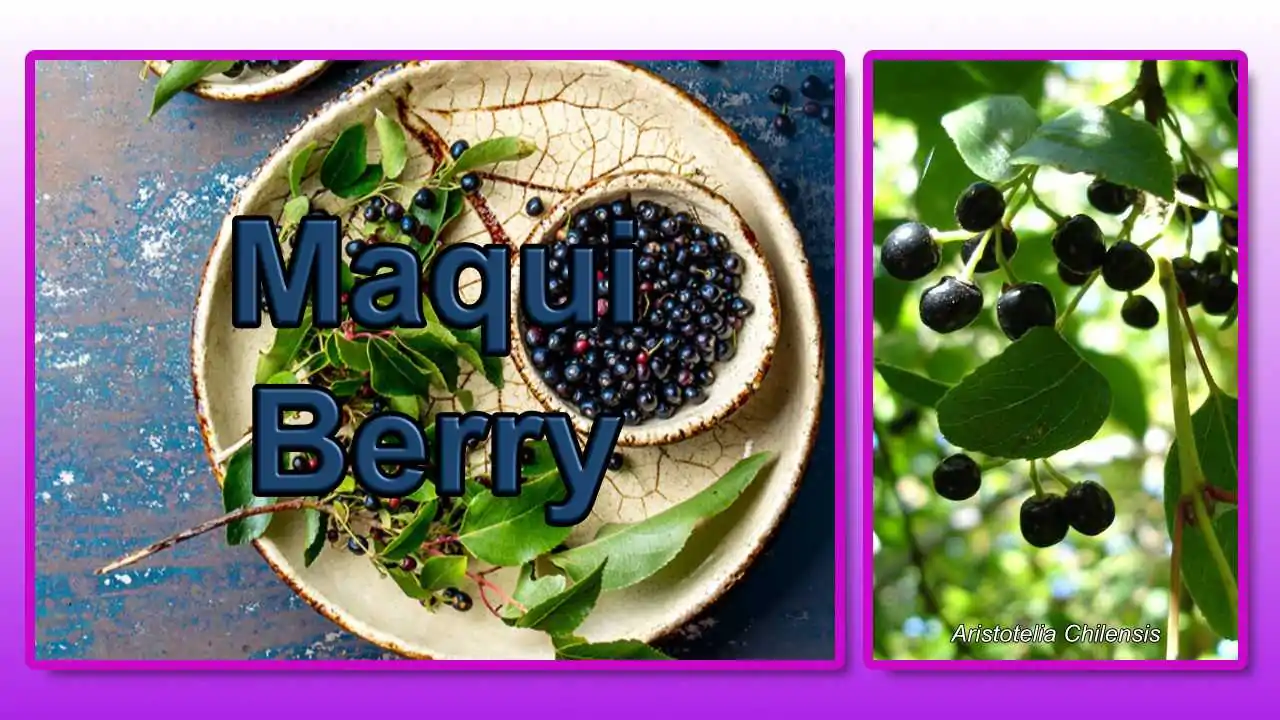 Maqui berries are high in anthocyanins