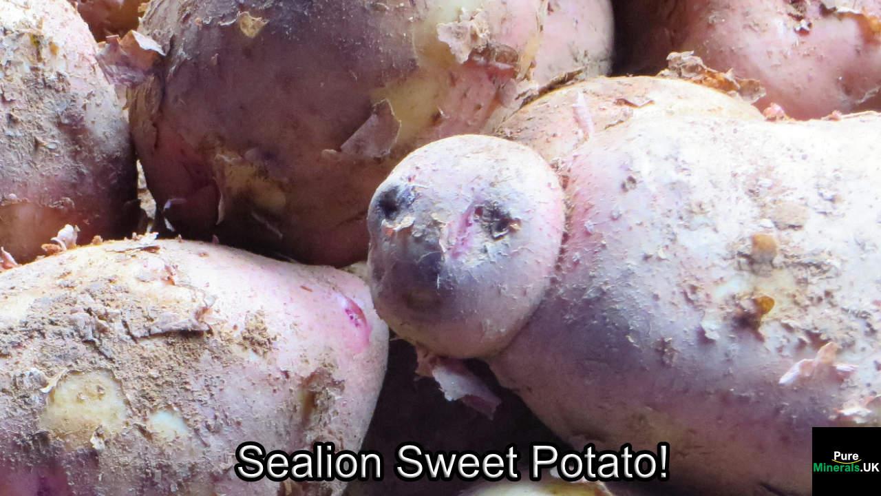 A Sea lion in our Sweet Potatoes!