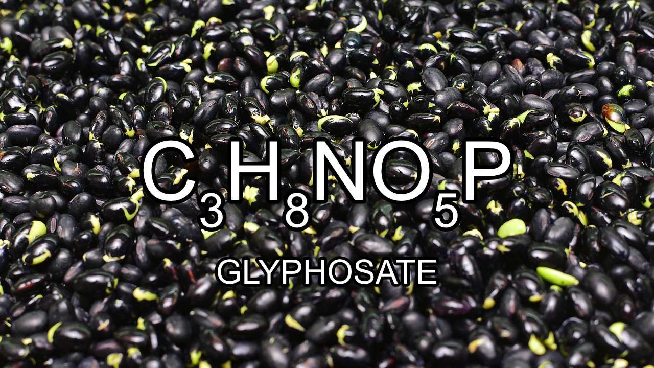 High levels of toxic glyphosate has been found in a batch of "Organic" Black Beans in the U.S at the Health Ranger labs