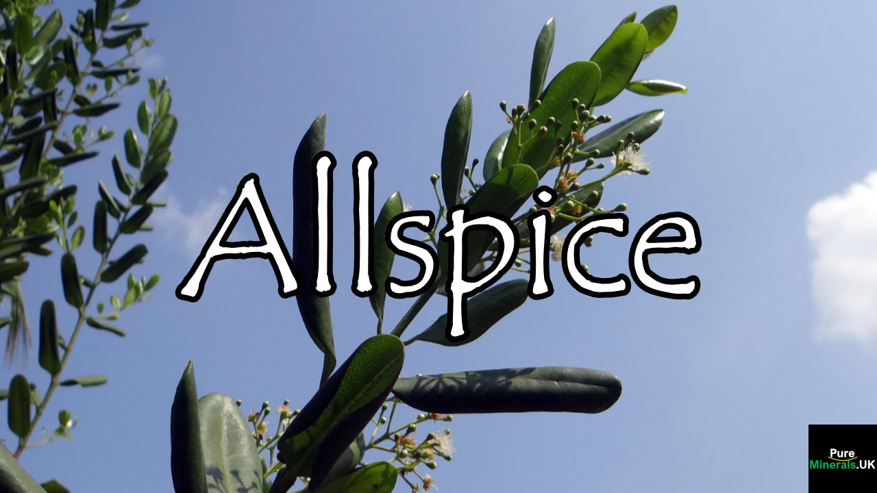 Allspice – Pimenta dioica