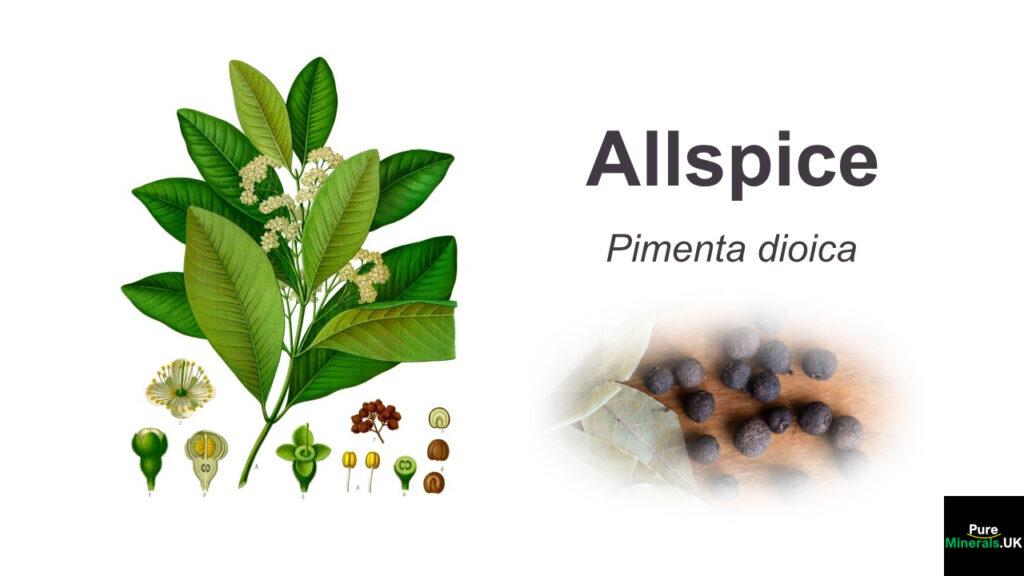 Allspice – Pimenta dioica