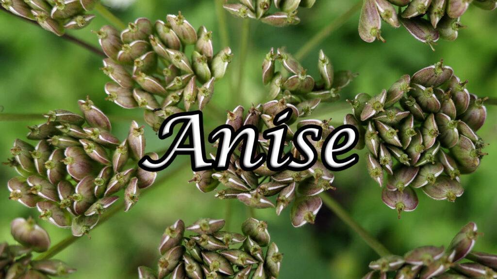 Anise herb