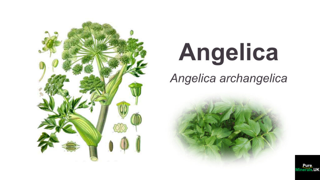 Angelica herb – Garden Angelica, Angelica archangelica