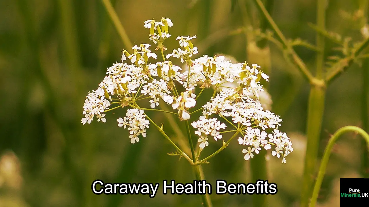 7 Caraway Health Benefits
