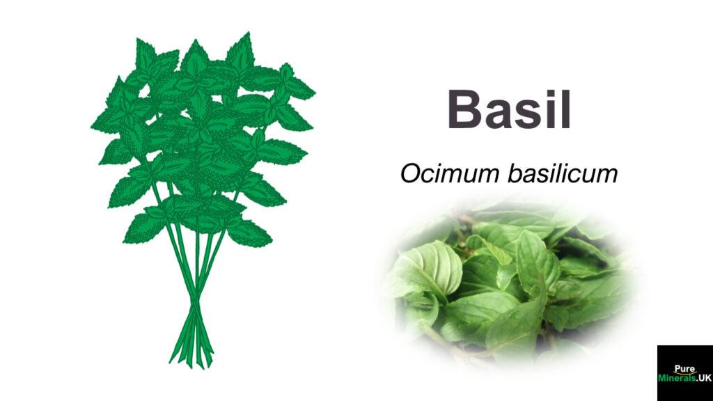 Basil herb