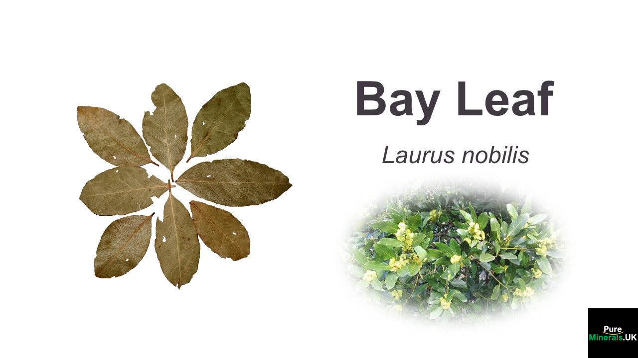 Bay Leaf health benefits – Laurus nobilis