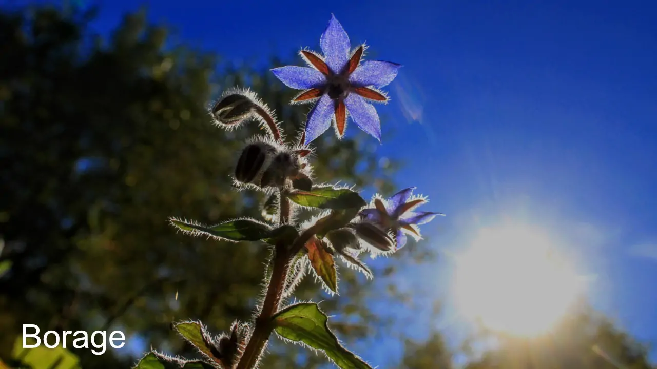Borage or starflower in sunlight