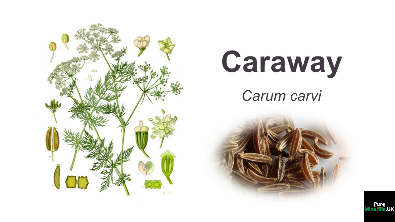 Caraway – Carum carvi