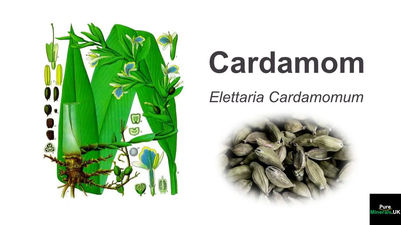 Cardamom Health Benefits
