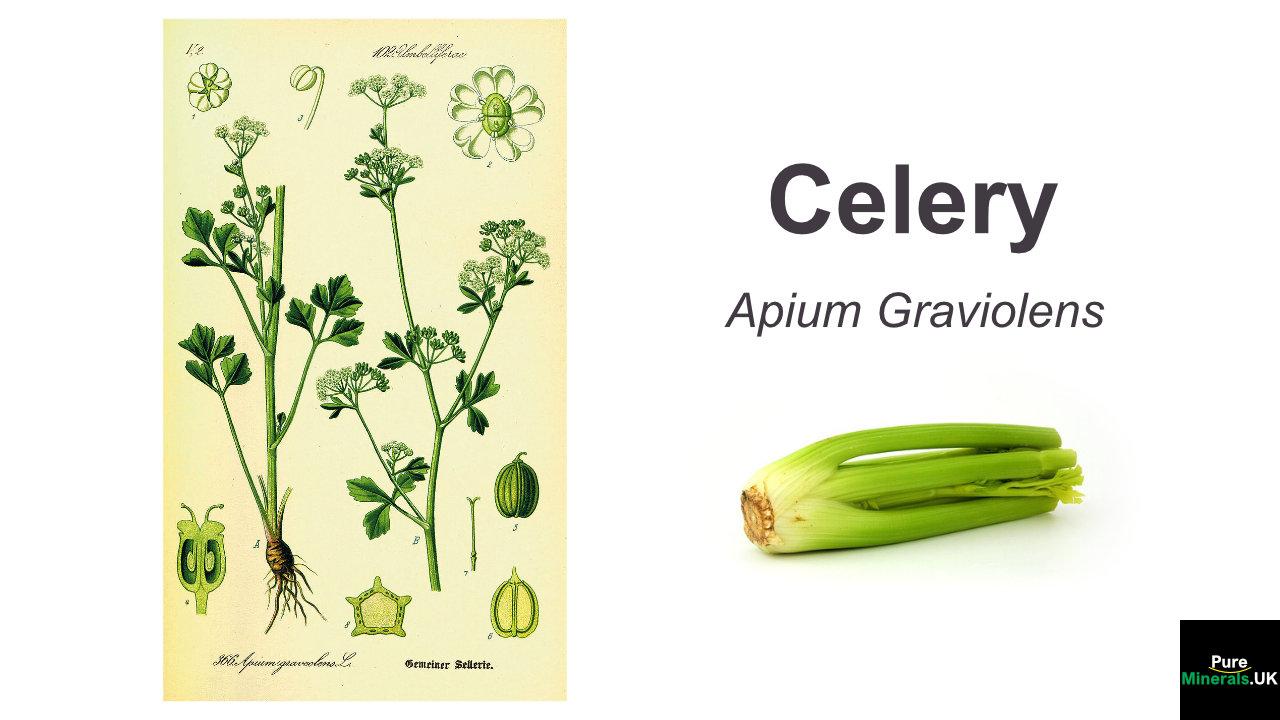 Celery has many health benefits. This image shows its botanical nature.