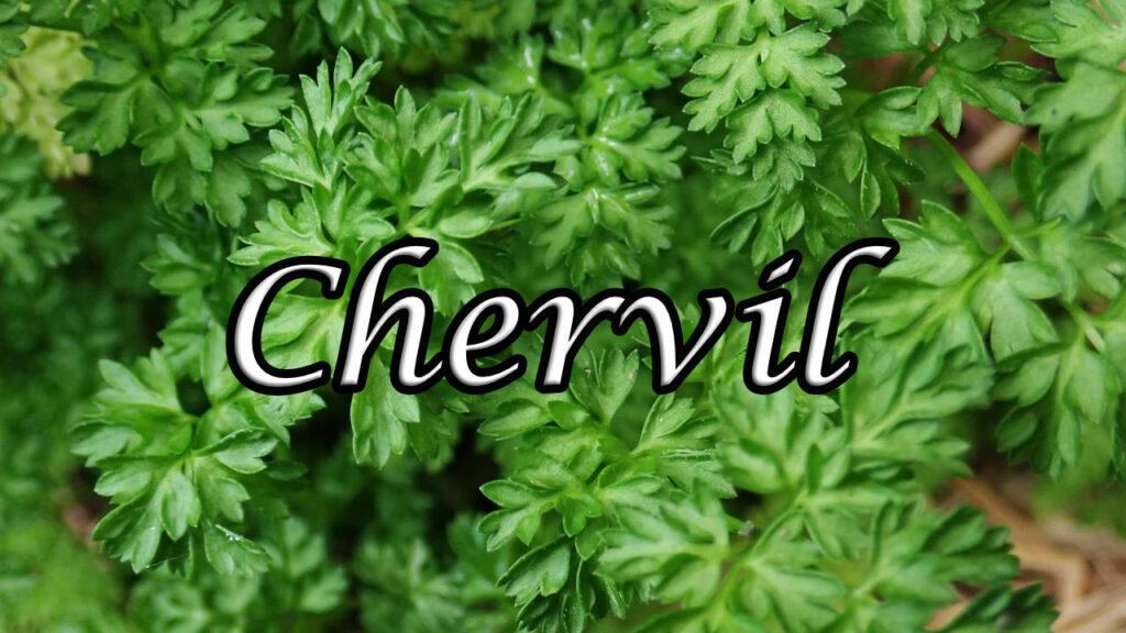 The Chervil herb is also called French Parsley and has many health benefits.