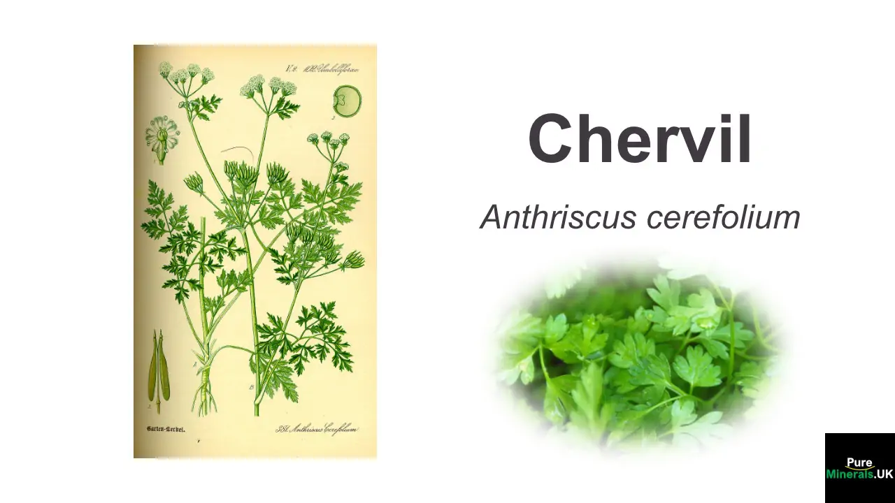 Chervil herb Anthriscus cerefolium