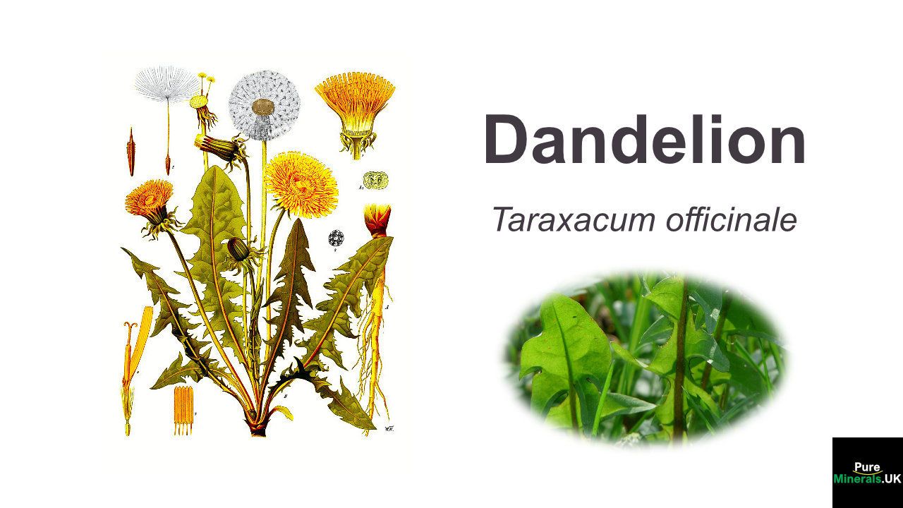 Dandelion health benefits – Taraxacum officinale