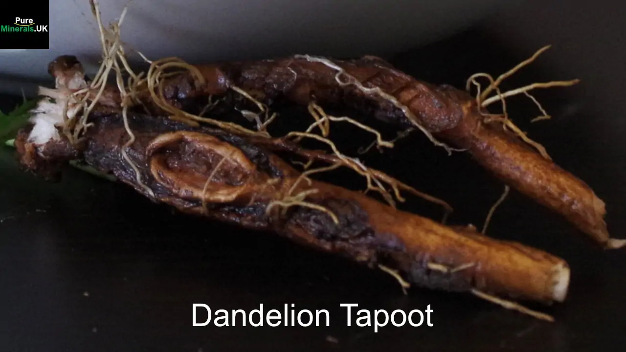 Dandelion root
