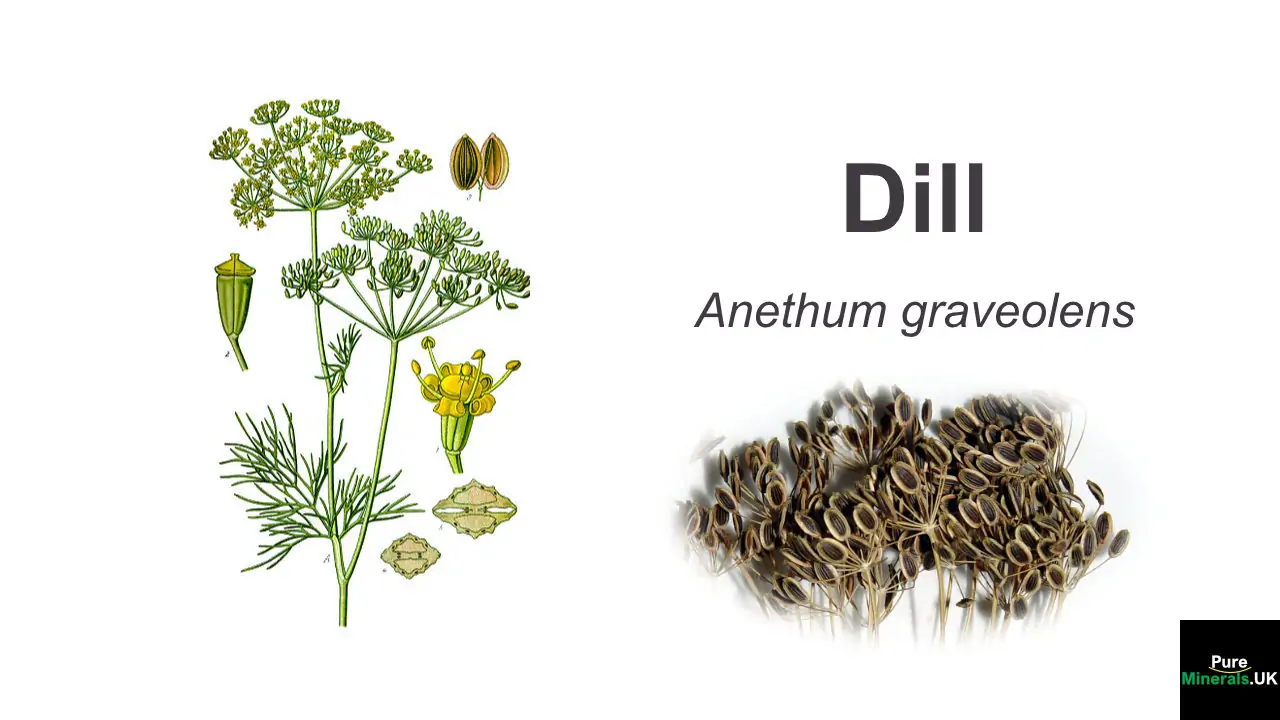 Dill health benefits