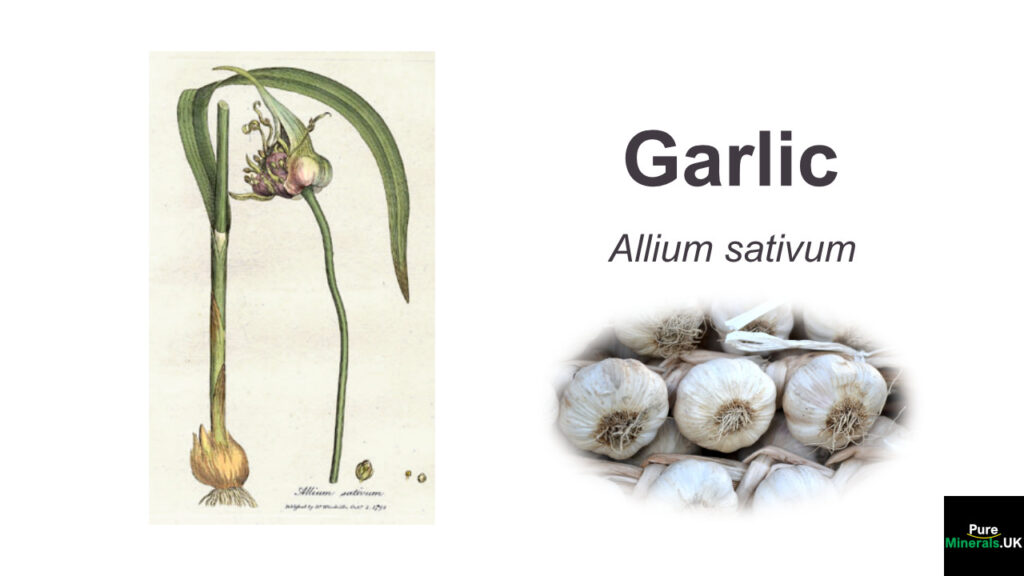 Garlic – Allium sativum