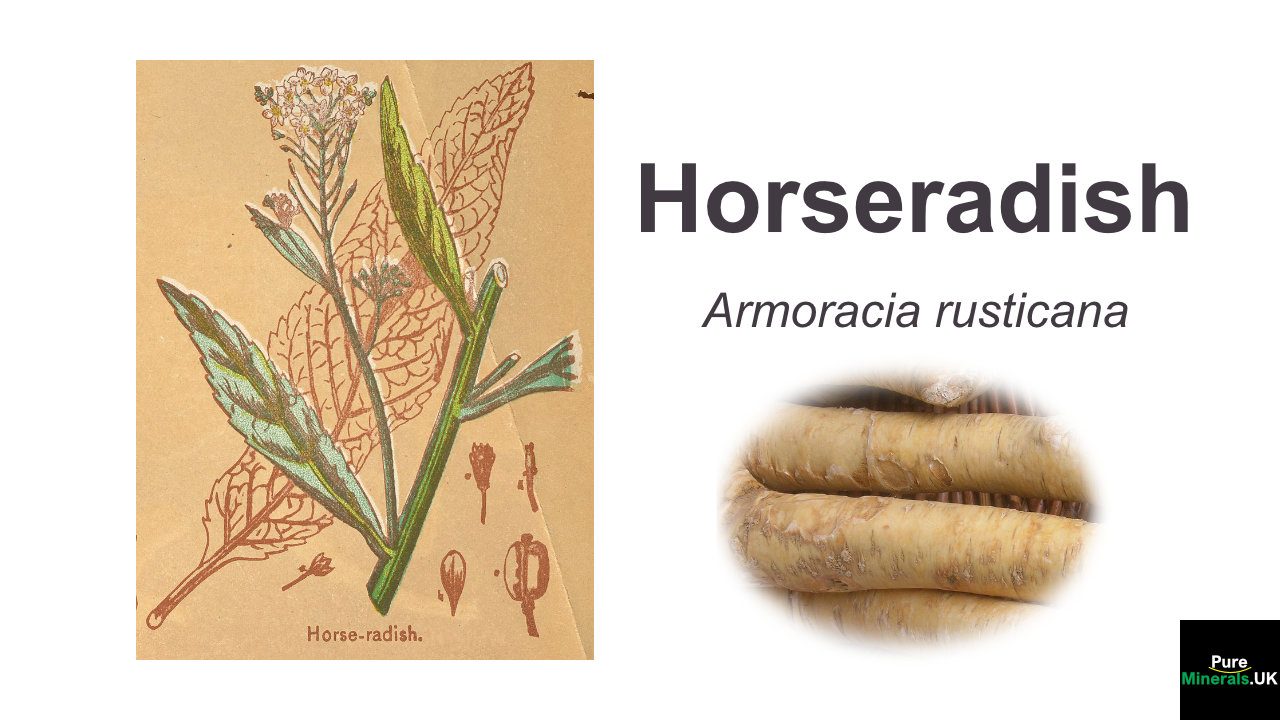 Horseradish health benefits – Armoracia rusticana