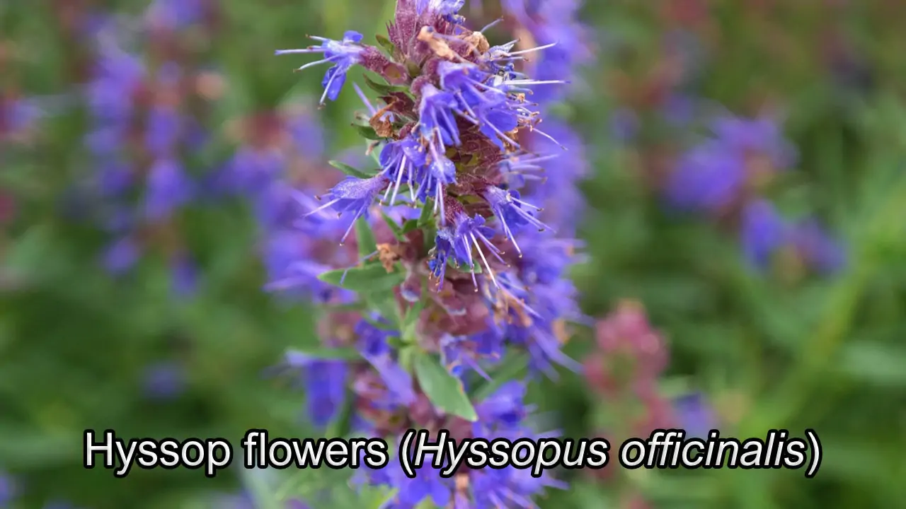 Hyssop flowers