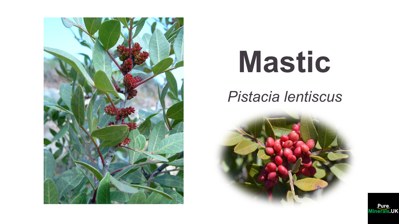 Mastic health benefits – Pistacia lentiscus