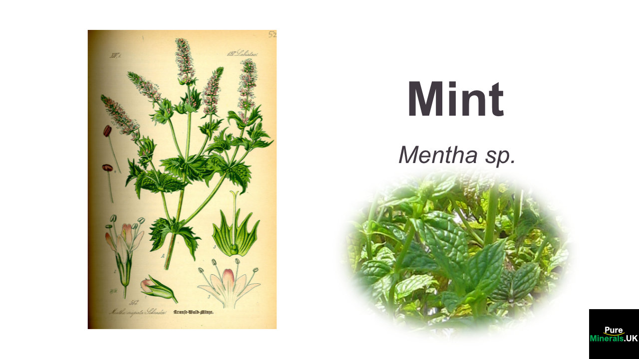 Mint health benefits – Mentha