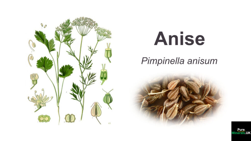 Anise Health Benefits