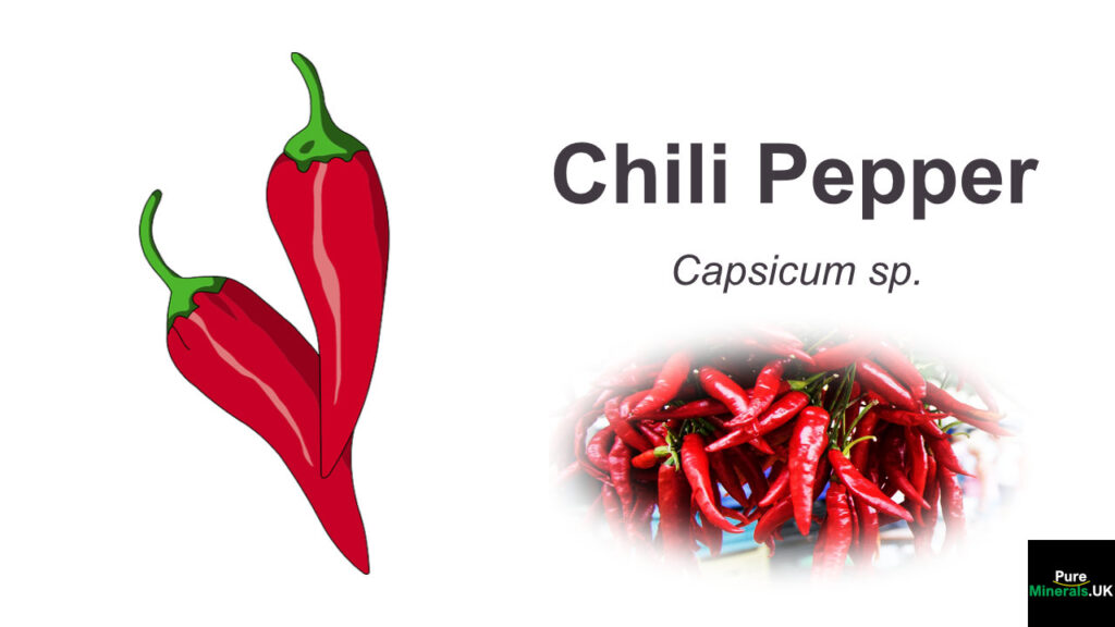 Chili pepper graphics and photo.
