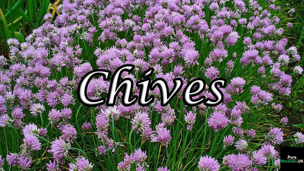 Flowering chives herb with purple flowers.
