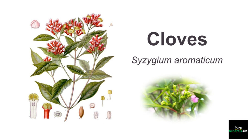 Cloves Botanical representation
