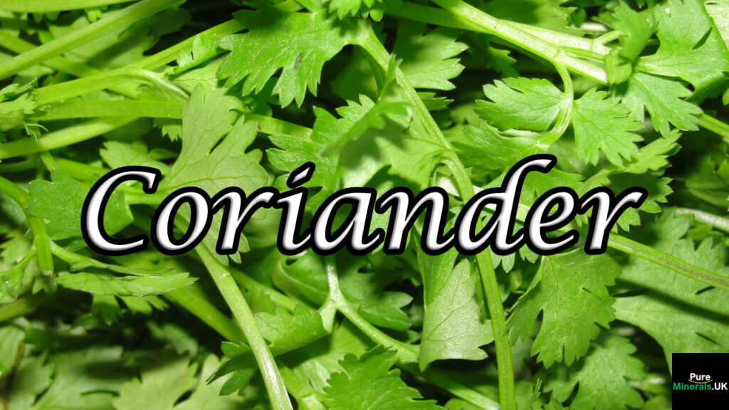 A picture of coriander leaves, also called cilantro.
