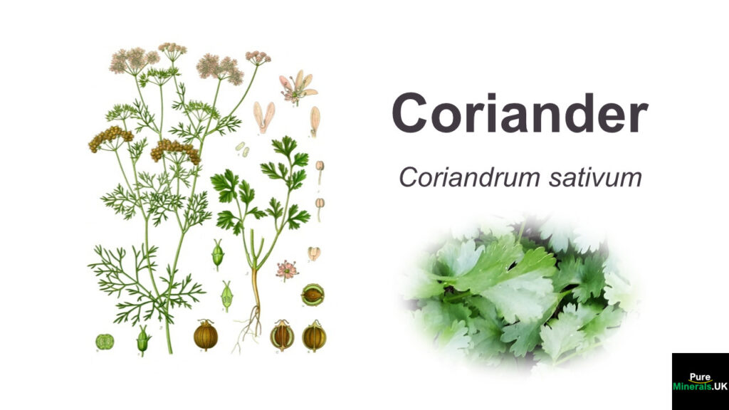 Coriander botany illustration.