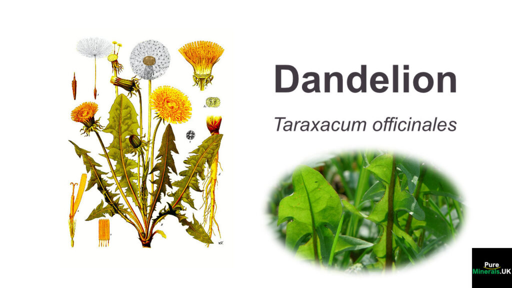 Dandelion botanical image and leaves.