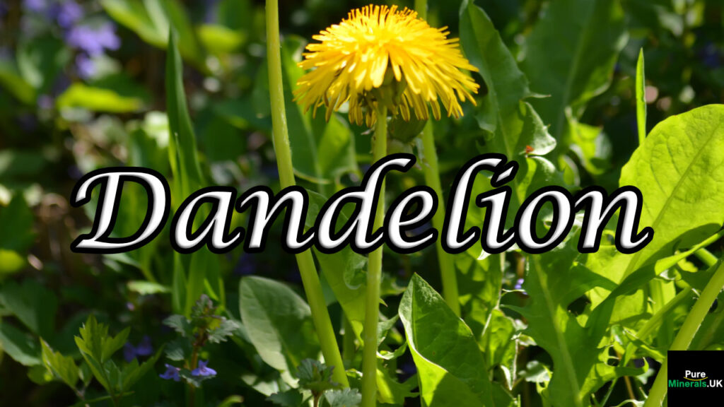A picture of the dandelion plant.