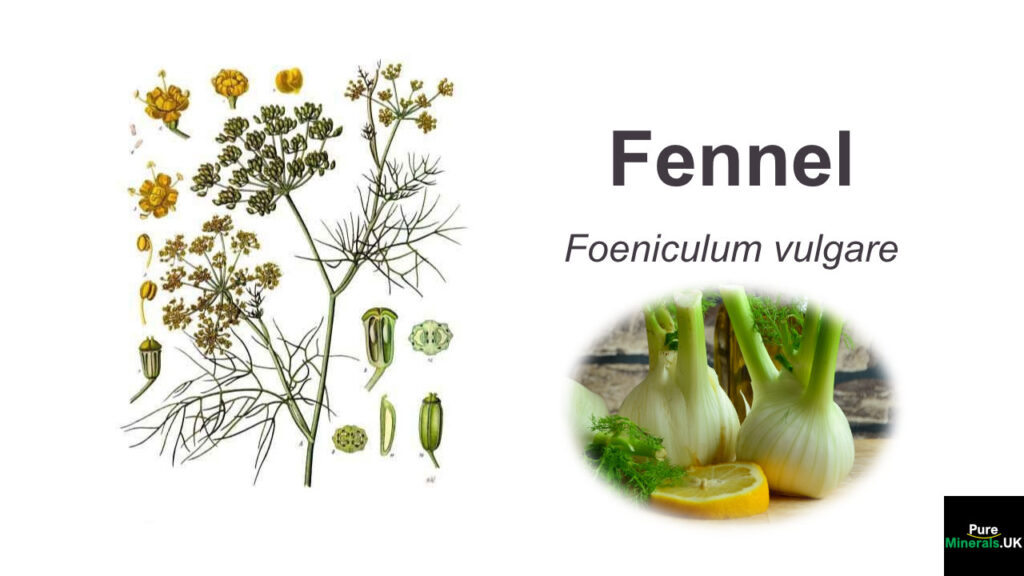 Fennel botanical image