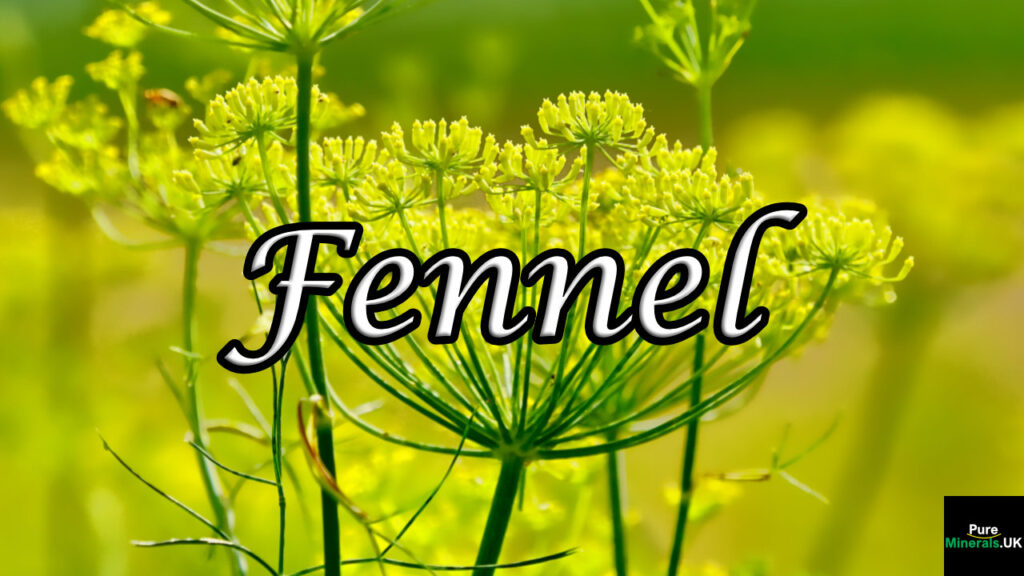 Fennel flowers