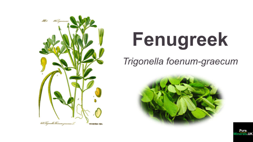 Fenugreek botanical