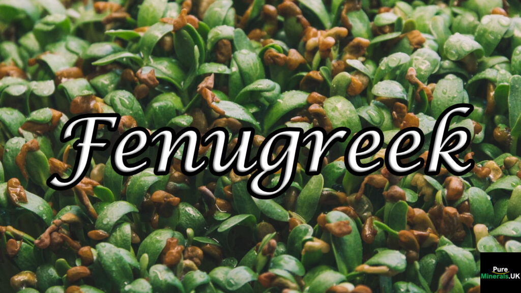 Germinating Fenugreek seeds