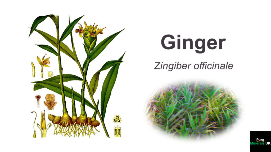 Botany of ginger