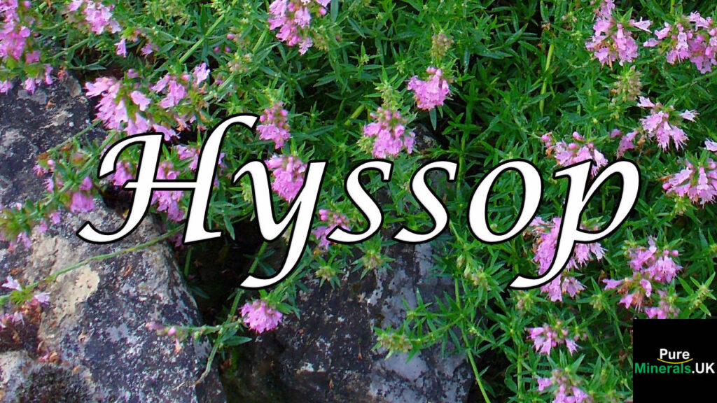 Hyssop is a perennial plant from the mint family, known for its aromatic, strong flavor.