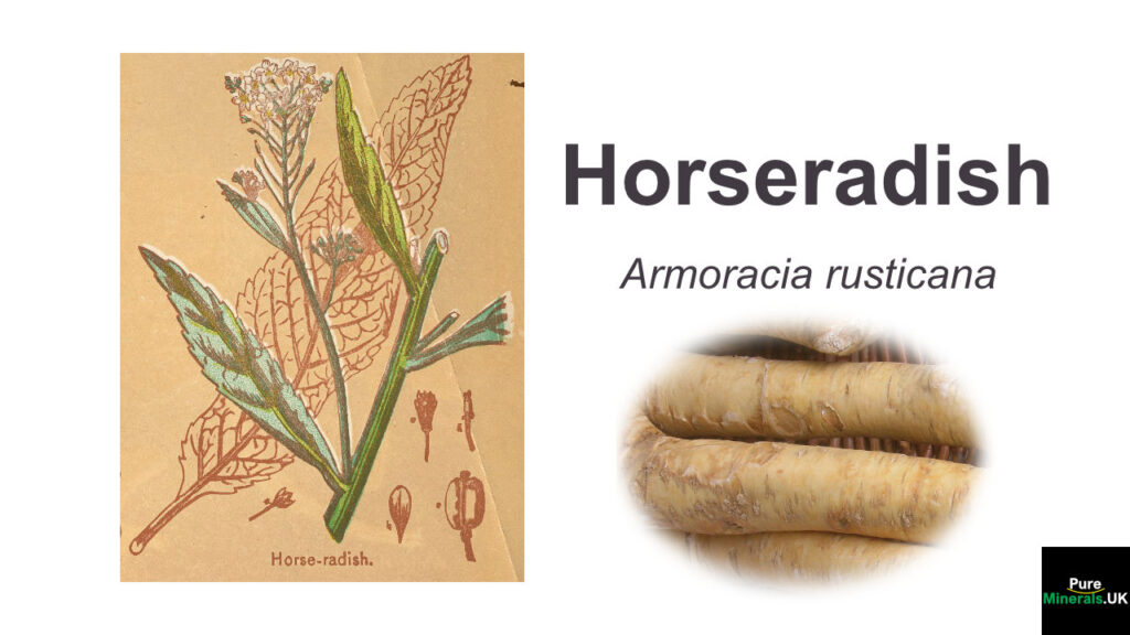 Horseradish botanical