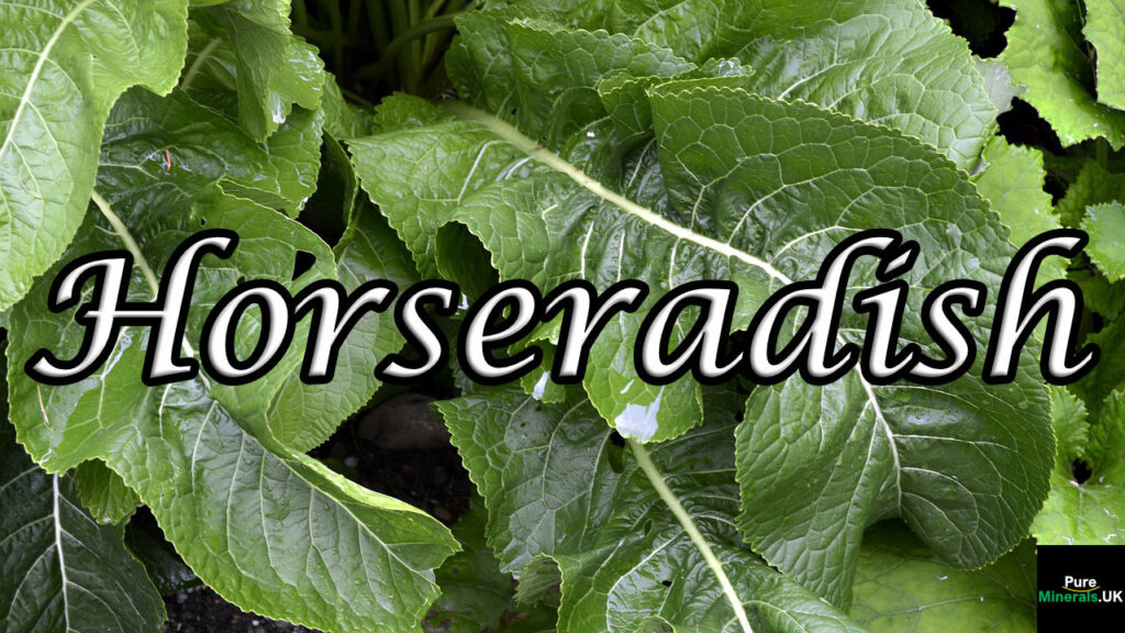 Horseradish leaves.