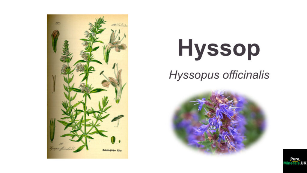 Hyssop botany