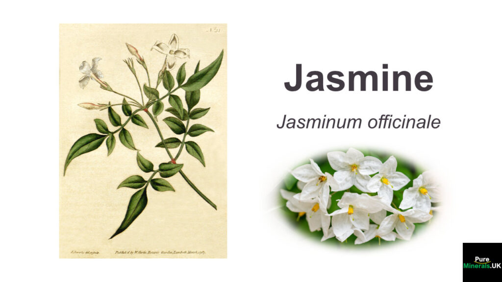 Jasmine – Jasminum officinale. Botanical.