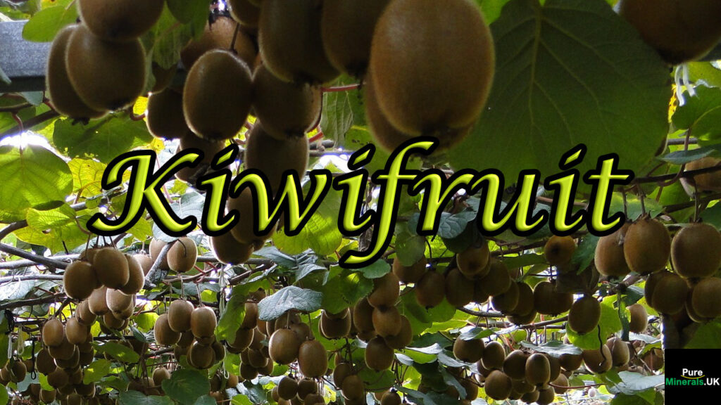 Hanging ripe, golden Kiwi fruits.