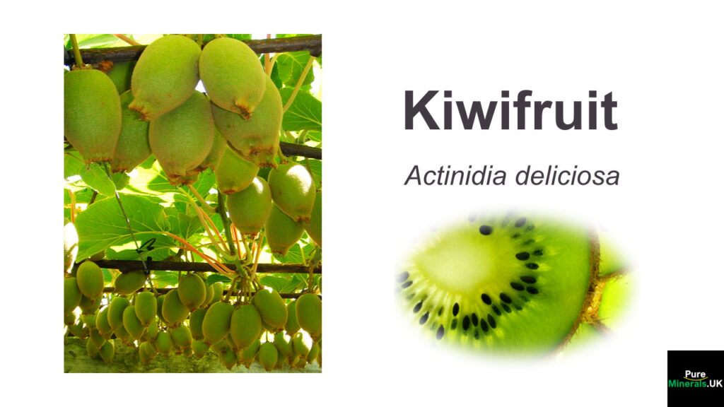Kiwi fruit botanical