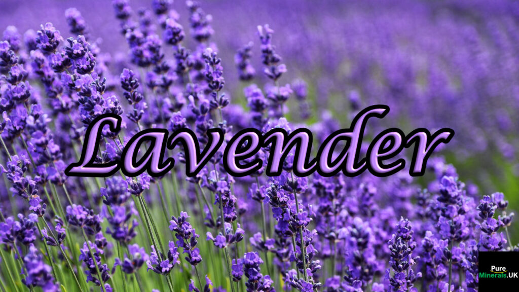 Lavender flowers