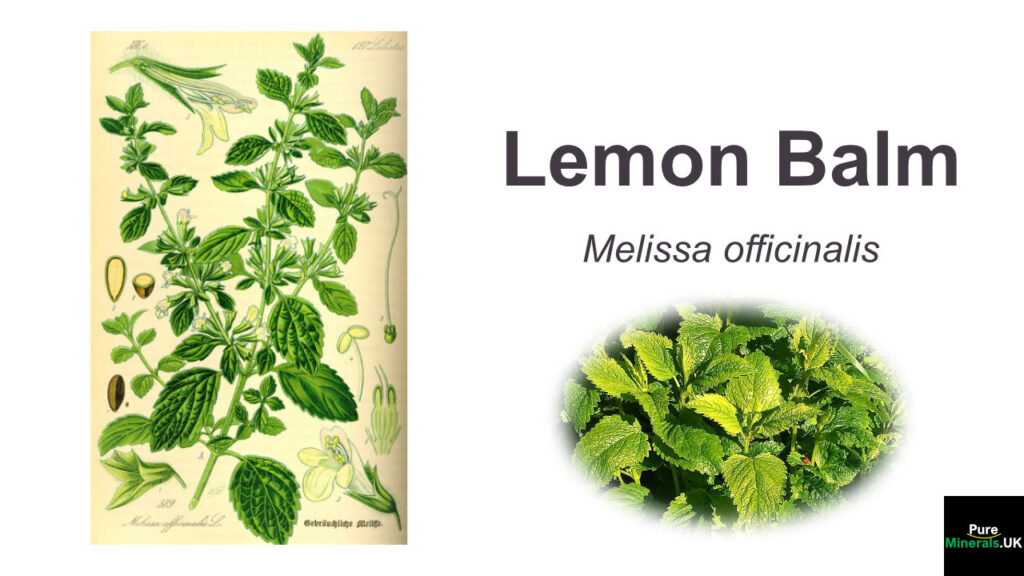 Lemon Balm botanical