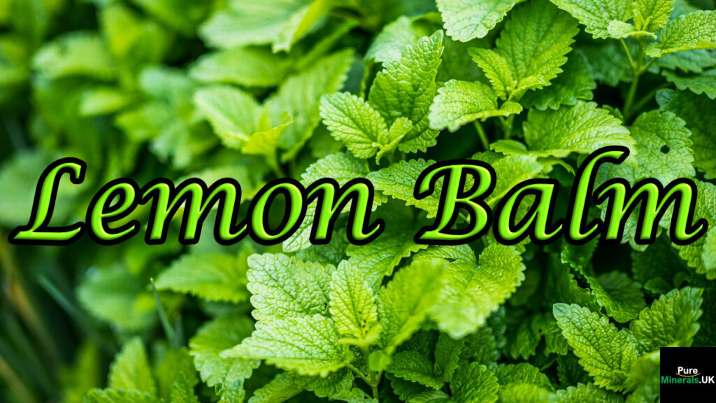 Lemon Balm herb.
