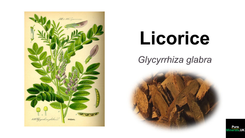 Licorice – Glycyrrhiza glabra