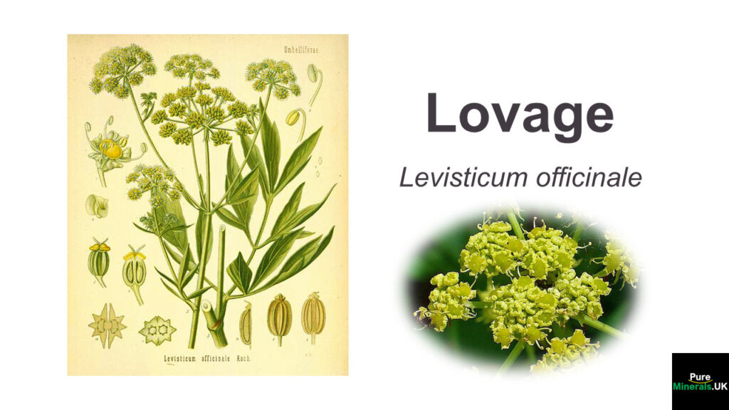Lovage Botanical